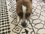 all of my dog’s