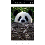 Panda group cute