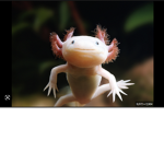 Rainbow Axolotl studios