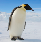 The Mlg Pingu Team