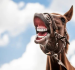Horsie world!