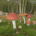 MUSHROOMY TEAM :D