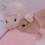 •Bunny...Squad•