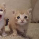MeowMeowCult