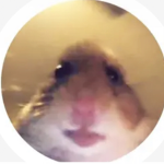 Hamster_gang awesome