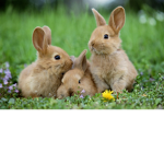 #BUNNY#LIVES#MATTER#