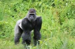 natural gorilla habitat