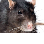 The Roblox home of Rats