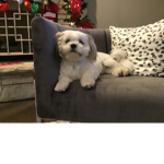 Izzy's dog club