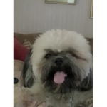 Dogs are playful