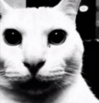 Gato County