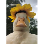 The preppy ducky squad
