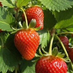 🍓