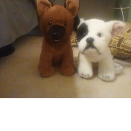 Cooper and Bambi show 🐺🐩🐕🐶