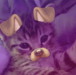 ~kitty's giveaway group~