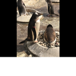 Black penguin game