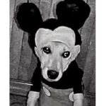 The Micky Mouse Dog Cult