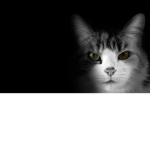 Warrior Cats Fan Group (RP Group)