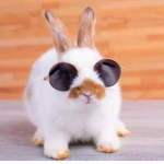 Beauty bunny’s