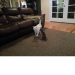 Dog&cat