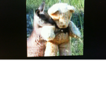 Roo and teddy