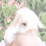bunny bear’s