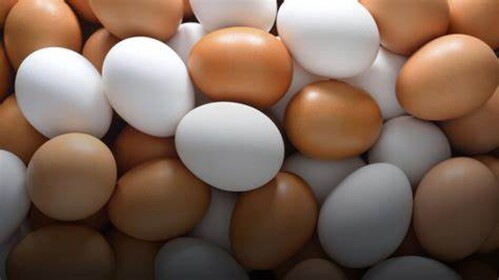 The Egg