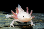 Axolotl wooooohaooooo