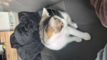 Hailseys oreos :D