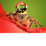 SPOODER clan