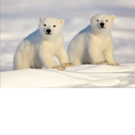 Polor bear