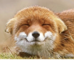 fox appreciation group