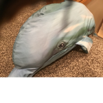 Dolphin’s on wheels.