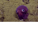 Squishy squids