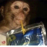 official monkey fan club