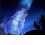 The Howlin Nitz