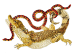 Gator Development Group