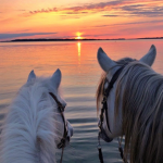 A Very Horsey Hangout