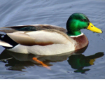 <THE DUCK ARMY>