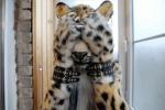 MEOWWWXD