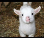 a goat