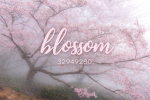 Blossom [FG]