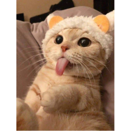 I LOVE CATS