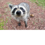 racoon world