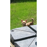 Les nala
