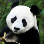 Adorable panda