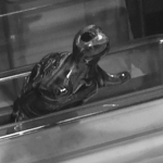 Turtle friends forever