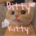 bitty kitty