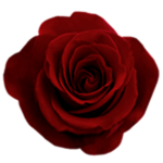 Sub Rosa.