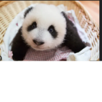 panda peope